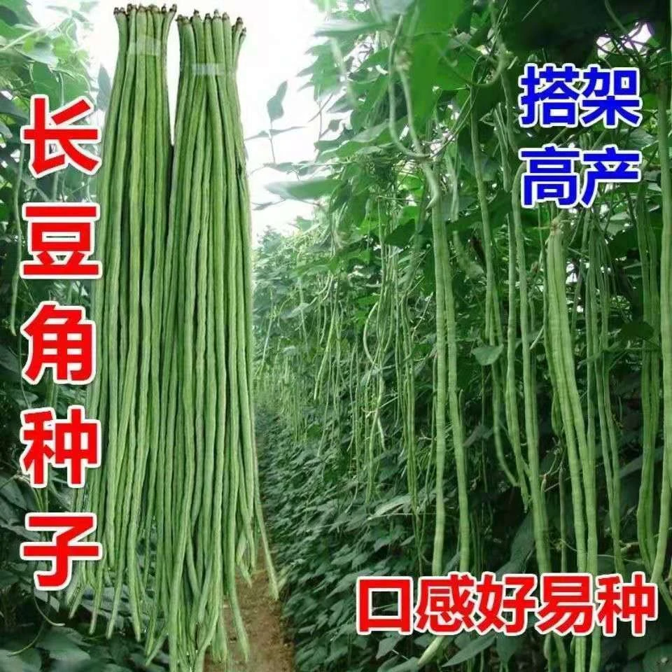 【全店满5包包邮】摘不败豇豆三尺绿长豆角种子