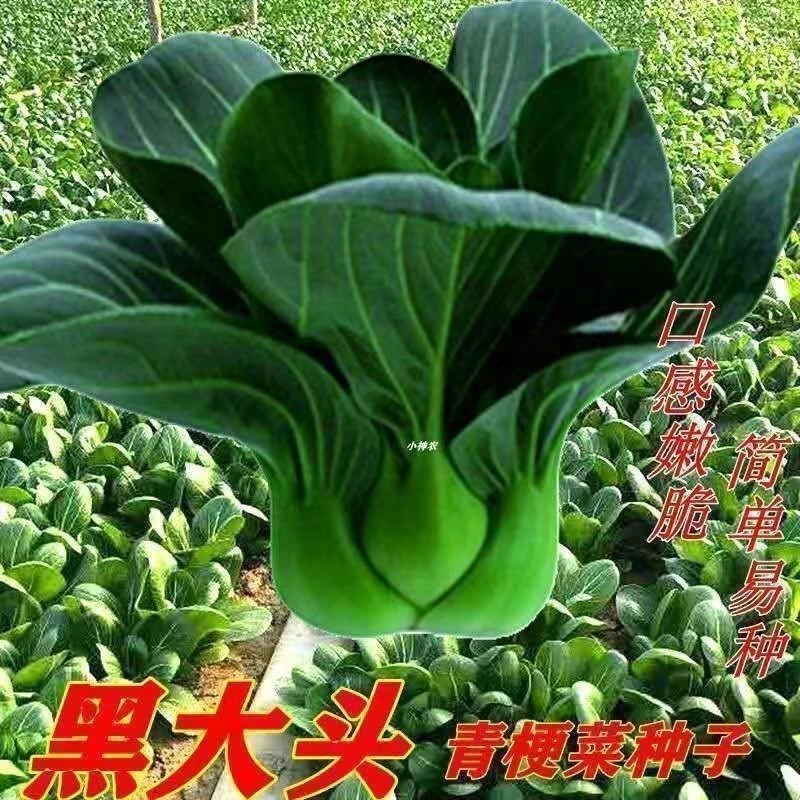【拍3包5包巨划算】黑叶苏州青种子矮脚青梗菜种子春秋冬都可种