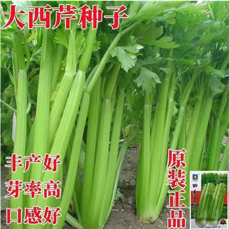 【全店满5包包邮】大肉西芹种子四季播肉厚脆爽洋芹菜种子阳台大