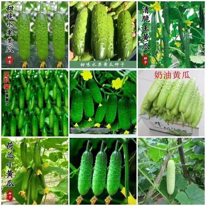 【全店满5包包邮】不搭架满地爬水果黄瓜种子四季庭院阳台盆栽黄