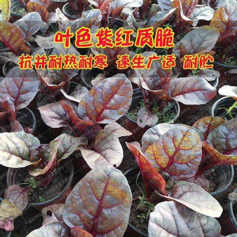 【全店满5包包邮】紫霞仙子菠菜种子菜园四季阳台盆栽紫叶菠菜