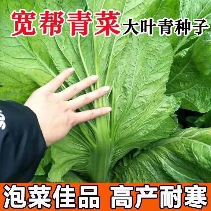 【全店满5包包邮】宽帮青菜种子四子大叶可腌制阳台盆栽泡菜种子