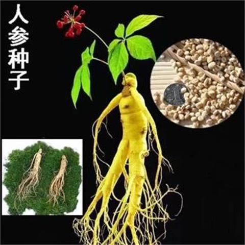 【全店满5包包邮】菜籽长白山人参种子野山参种子四季易种中药
