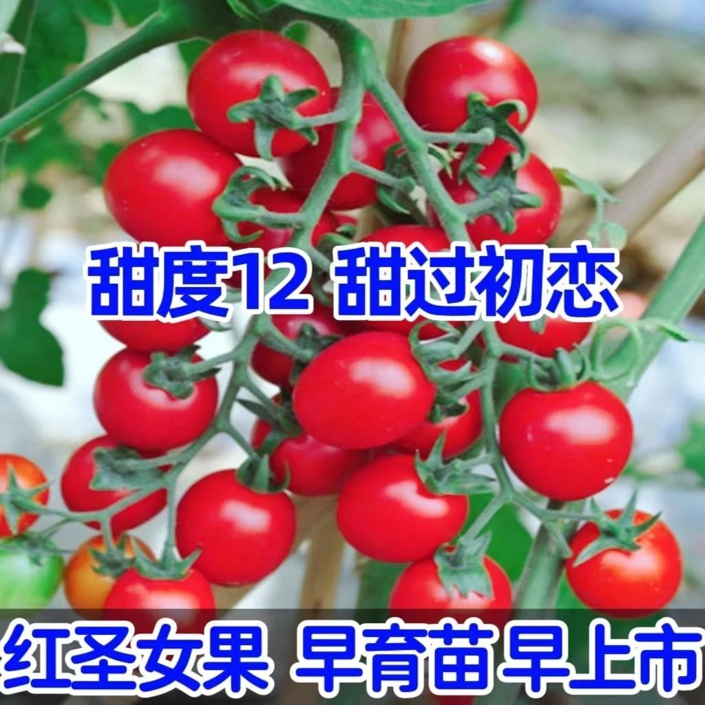 【全店满5包包邮】超甜红圣女果种子红色千禧小番茄种籽高产多汁高