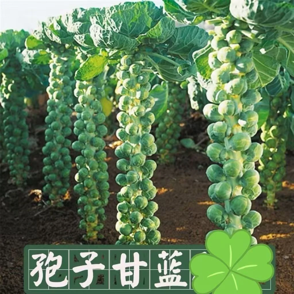 孢子甘蓝一年四季茽抱子甘蓝小包菜卷心菜包心菜蔬菜