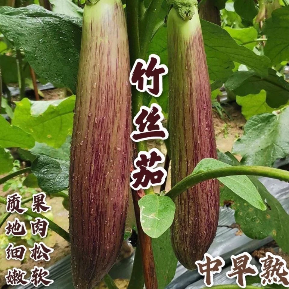 【全店满5包包邮】竹丝长茄种子正宗面包茄种子糯米长茄高产抗病早