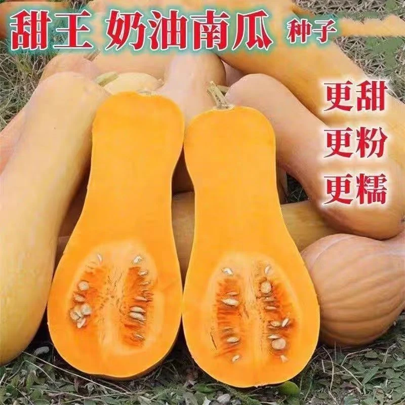 【秋季种植】甜蜜奶香南瓜籽四季种庭院菜种子粉糯奶油小南瓜种子