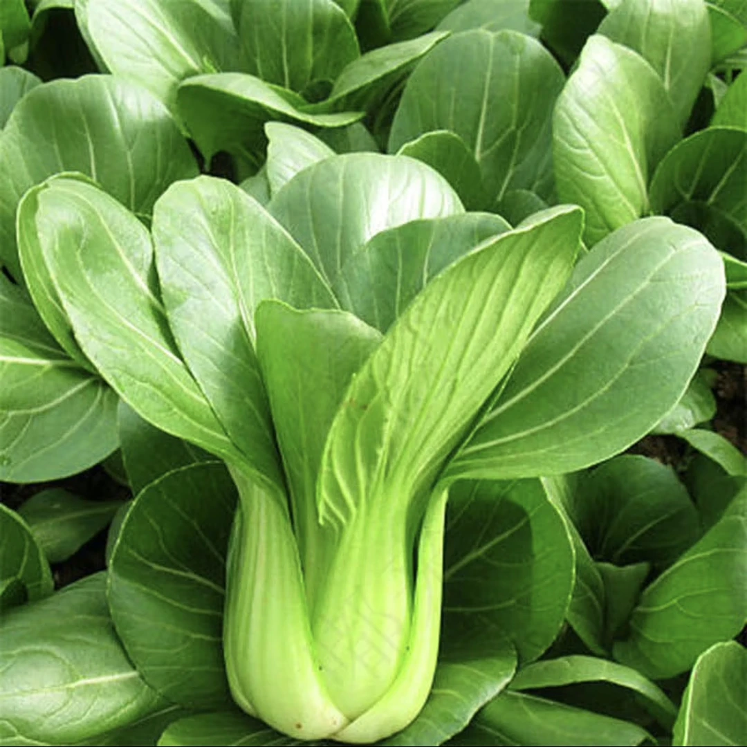 特价 小油菜 约500g