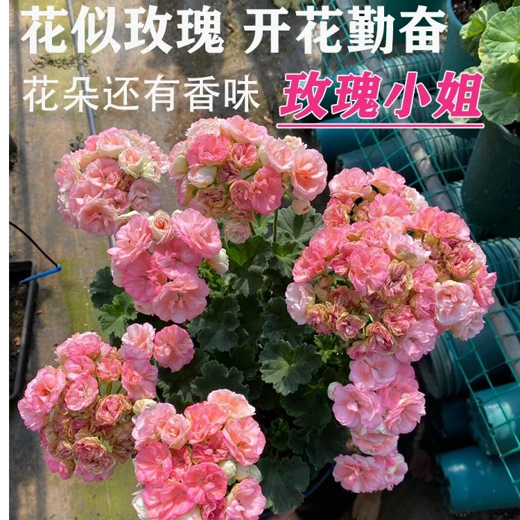 天竺葵 盆栽花卉带花带花苞发货