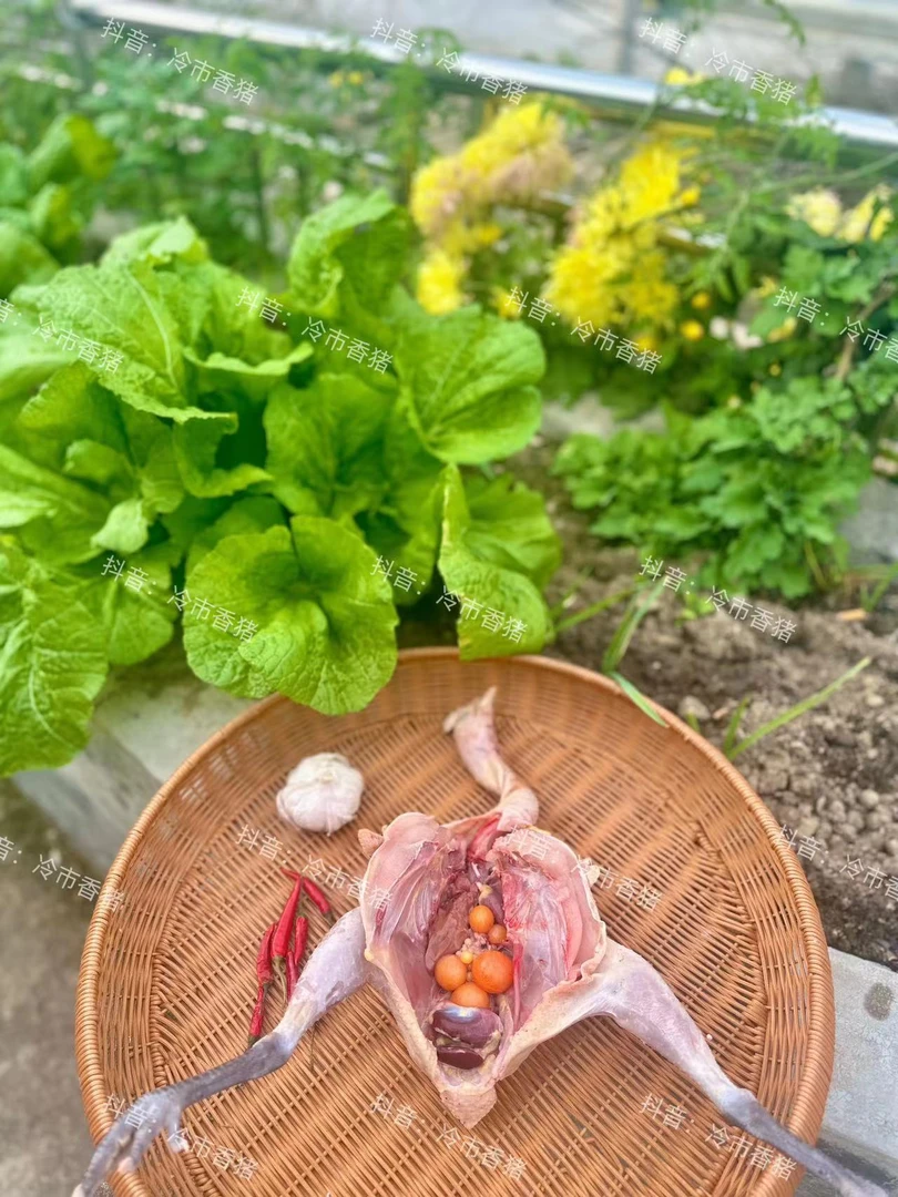 冷市香猪散养跑山鸡