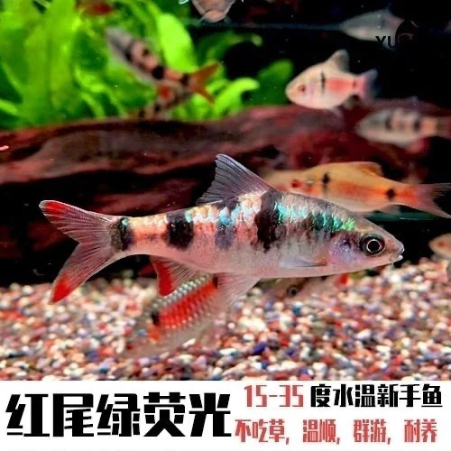 红尾绿荧光鲫冷水鱼