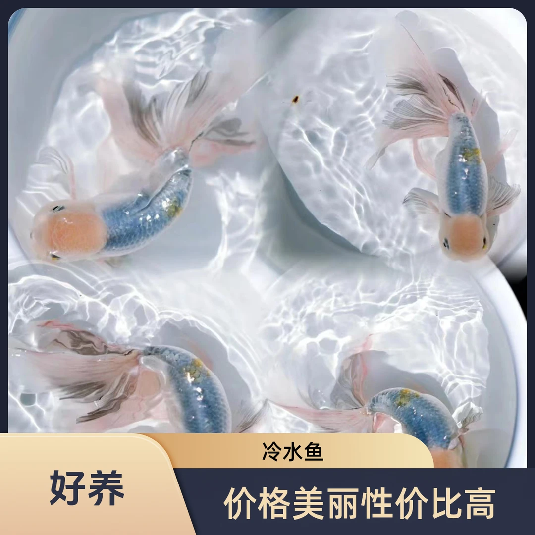 传统金鱼王虎蛋种鱼冷水淡水鱼，受众多养鱼爱好者追捧，容易养活