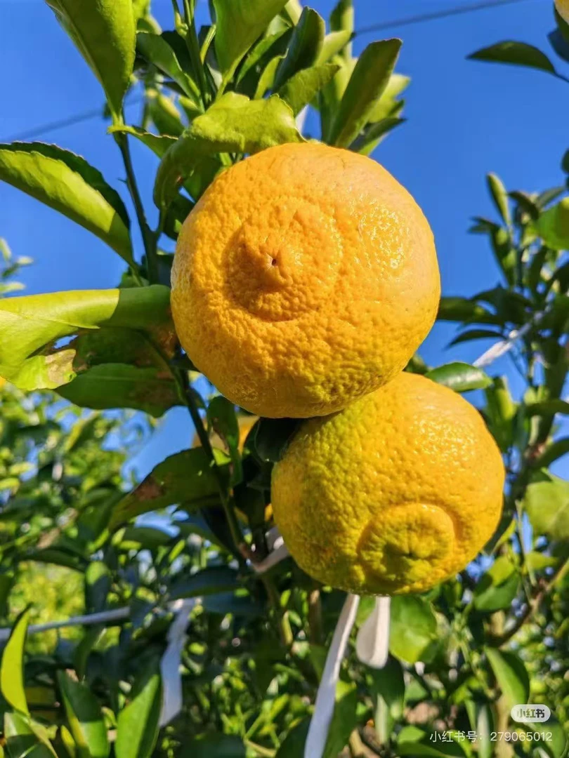 黄金贡柚（25元5斤）
