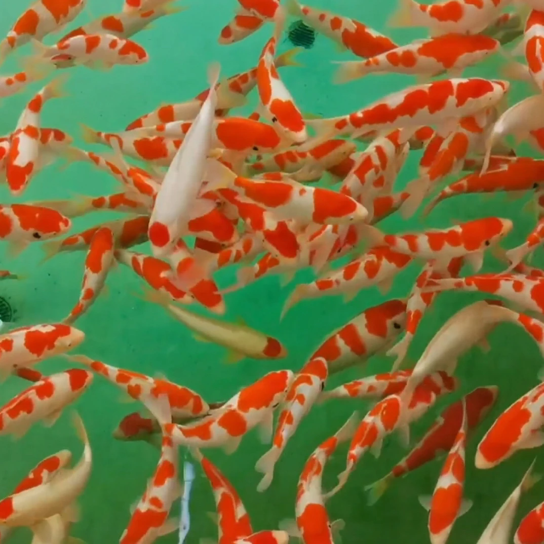 直播间一物一拍红白昭和绯写锦鲤观赏鱼