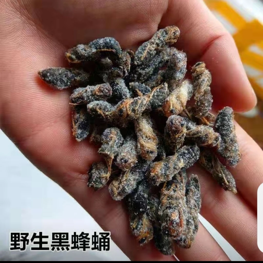四川特产4级树蜂 鲜冻蛹 1000g顺丰包邮