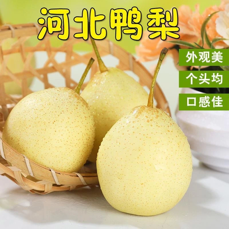 【新鲜采摘】河北正宗鸭梨脆甜多汁鸭梨皮薄肉厚梨子3-9斤产地直发