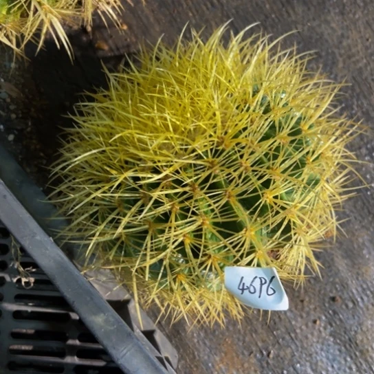 鲨*墨西哥黄金美琥48