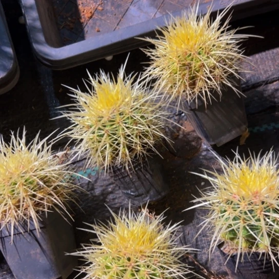 墨西哥怒虎福利狂刺