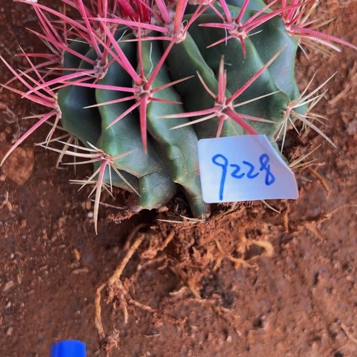 ?****?墨西哥红虎9228