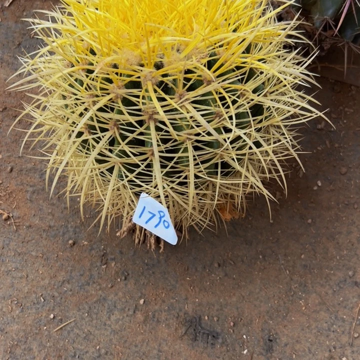 寒***客墨西哥怒虎花友价1790