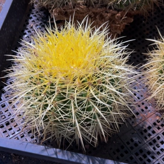 墨西哥黄金美琥福利