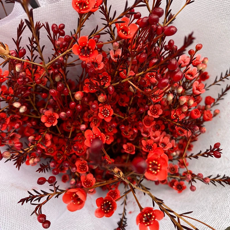 顺丰包邮年宵花套餐云南基地直发