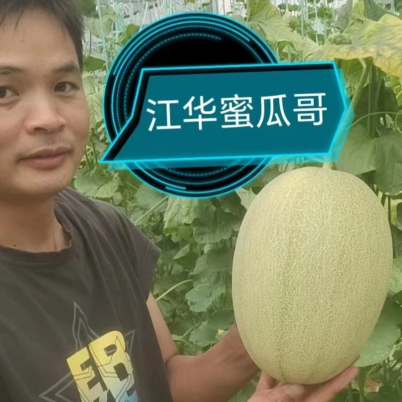 江华晓蜜 清甜脆口 小果2个装