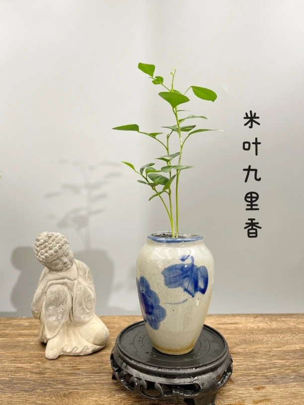 青花瓷米叶九里香小微盆景室内桌面小盆栽