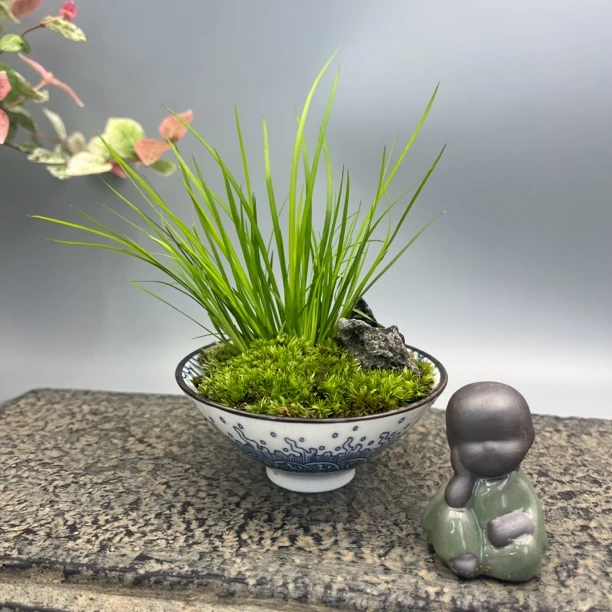 青花瓷茶杯菖蒲小微盆景室内桌面盆栽