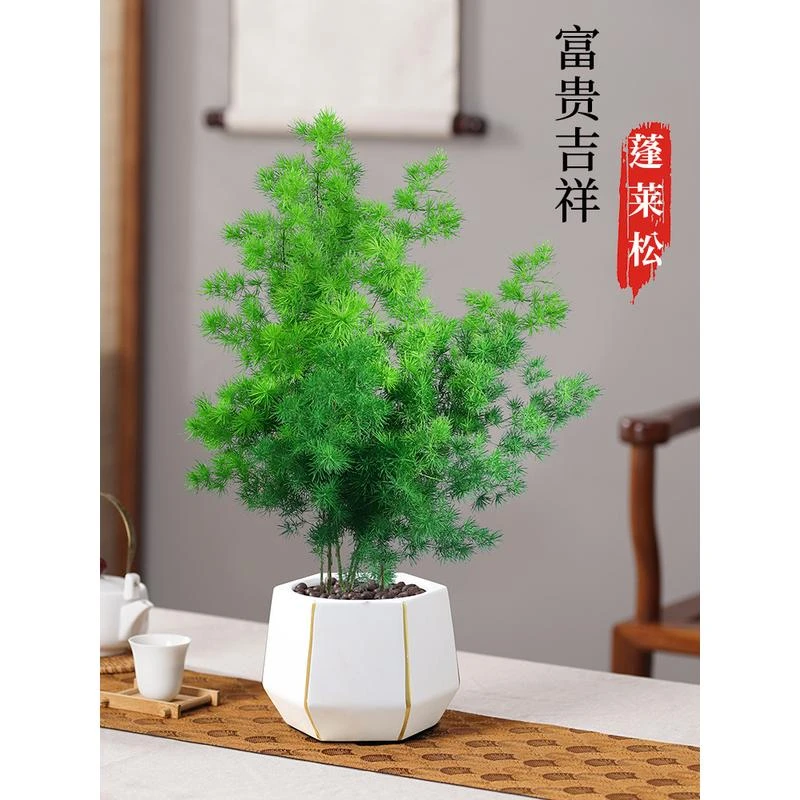 蓬莱松盆栽植物室内老桩花卉绿植招财水培好养活客厅迎客松小盆景