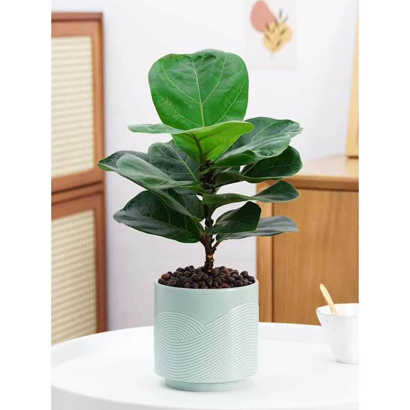 琴叶榕盆栽室内大叶植物客厅办公室小绿植好养活北欧花卉四季常青