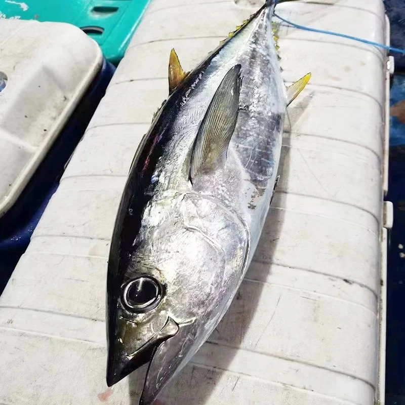 广东汕尾海钓放血野生黄鳍金枪鱼口感略微带酸肉质软糯