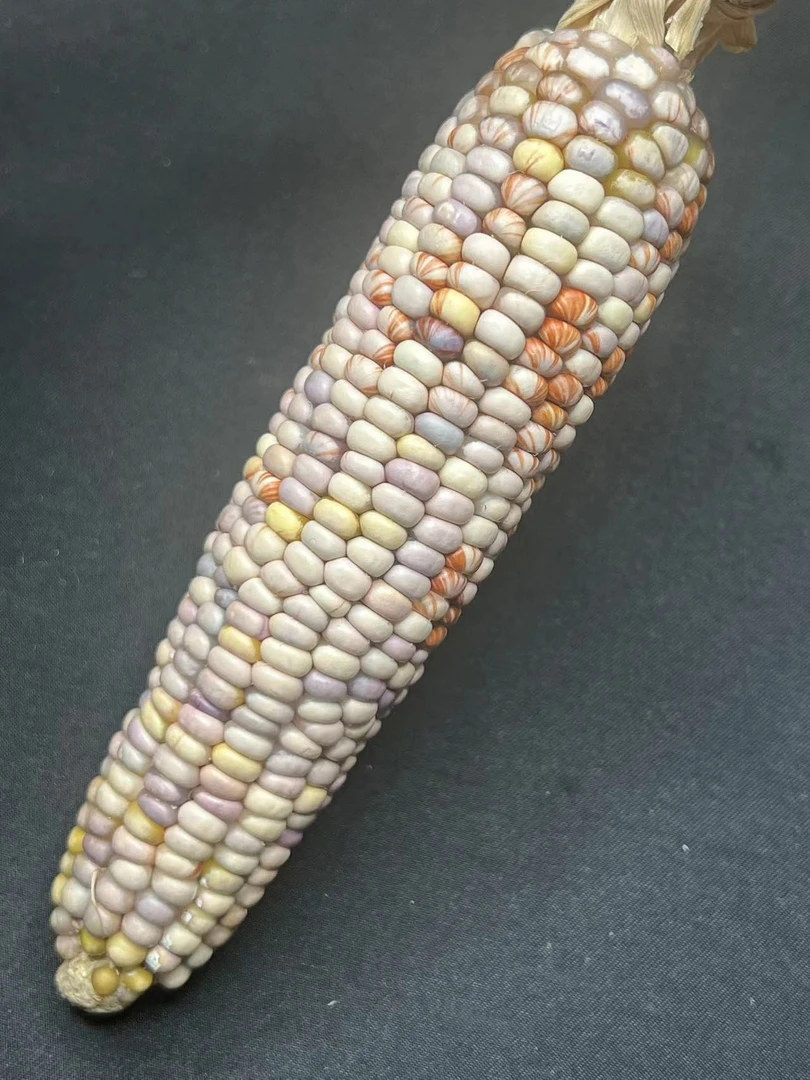 七彩琉璃宝石玉米