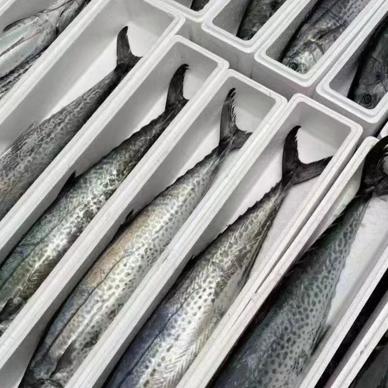 青岛本地新鲜大鲅鱼