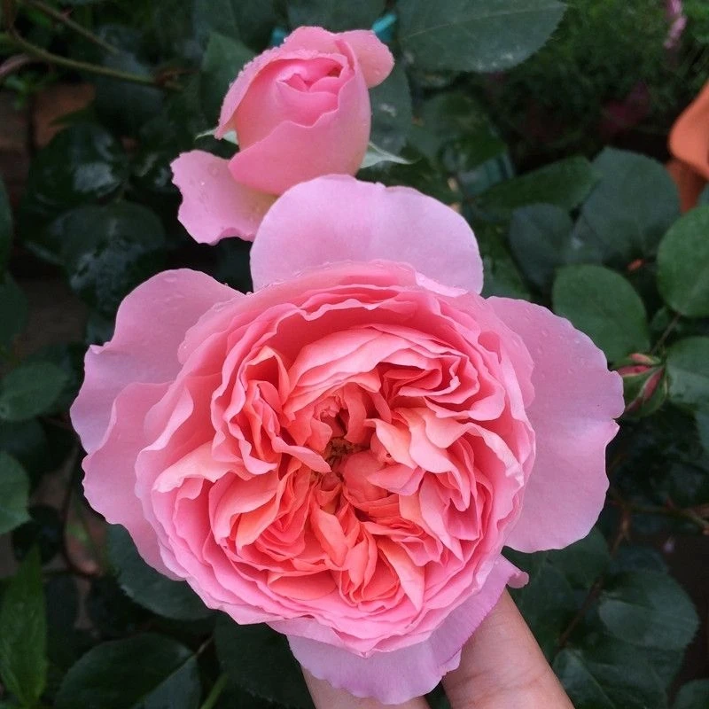 舍农索城堡的女人 丰花灌木月季花苗绿植花卉玫瑰盆栽地栽