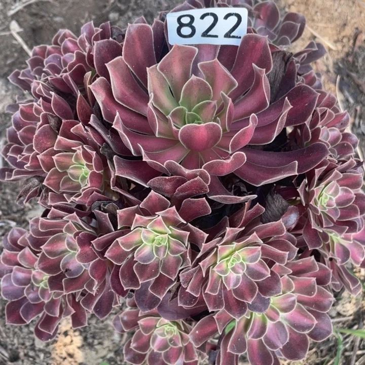 半***酒822多肉植物华纳