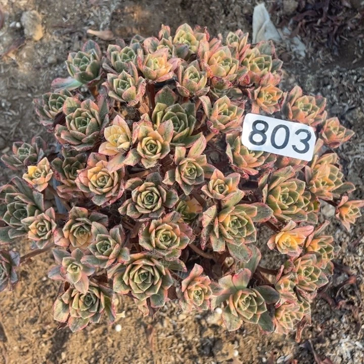 803多肉植物甜茶