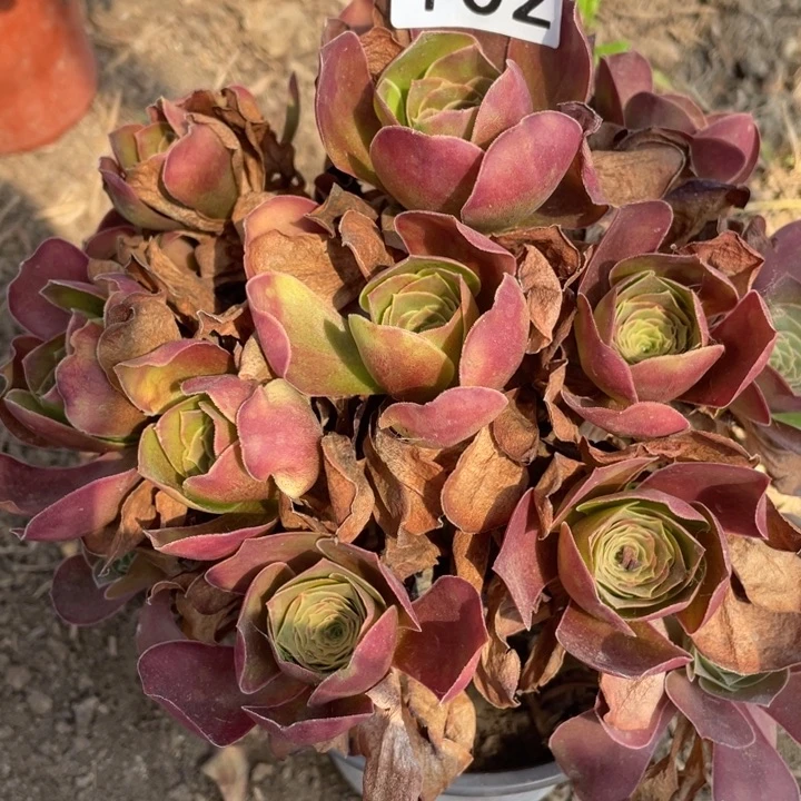 102多肉植物魅金玫瑰