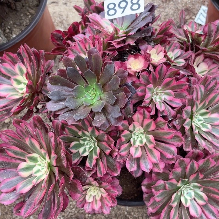 898多肉植物红铜白