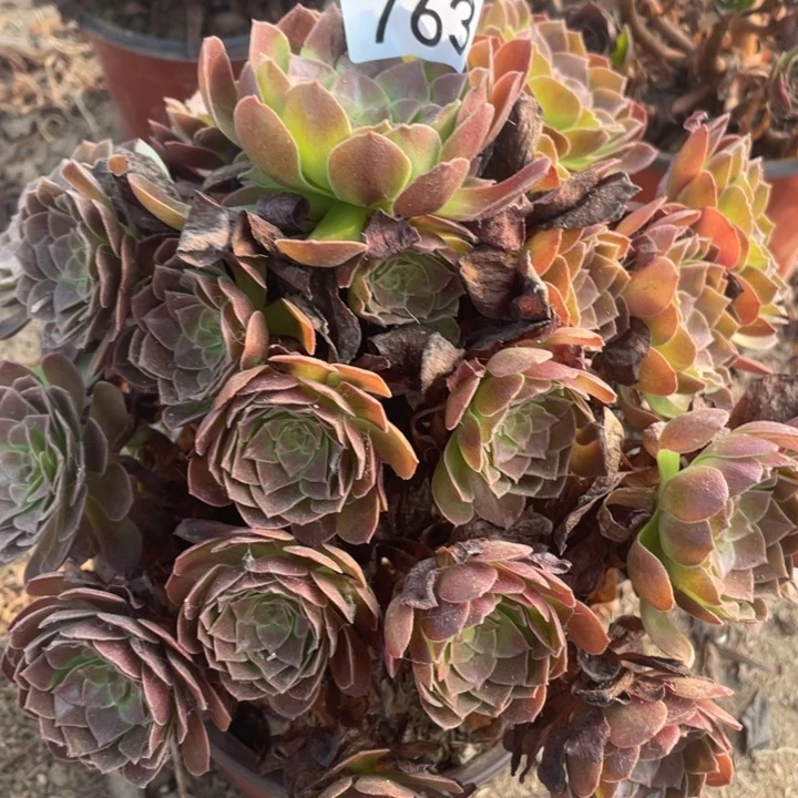 763多肉植物赤焰莲