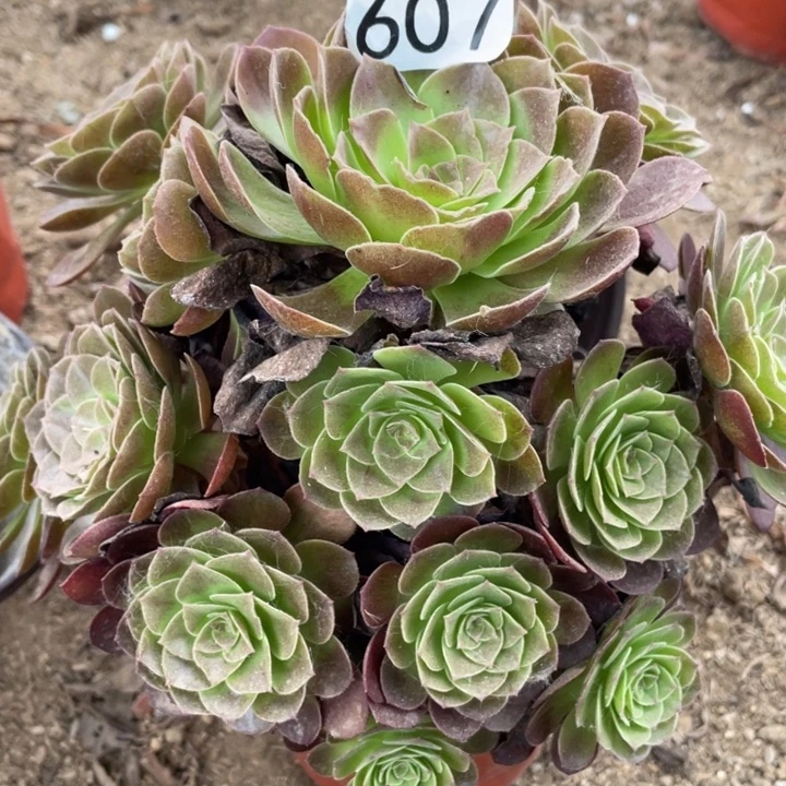 607多肉植物赤焰莲