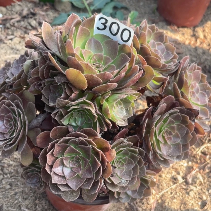 300多肉植物赤焰莲
