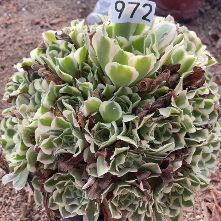 972多肉植物白凤