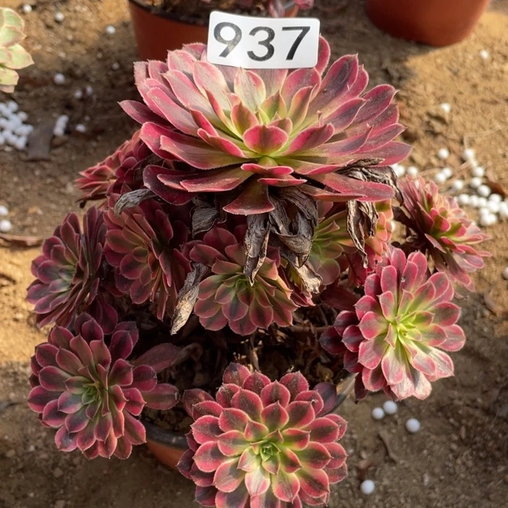 937多肉植物黑铜白