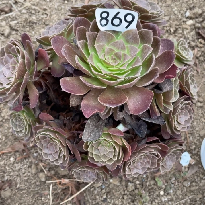 869多肉植物赤焰莲