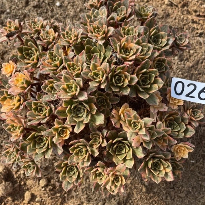 026多肉植物甜茶