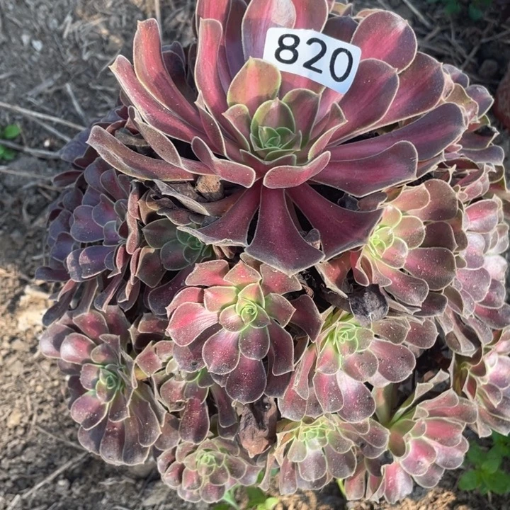 820多肉植物华纳