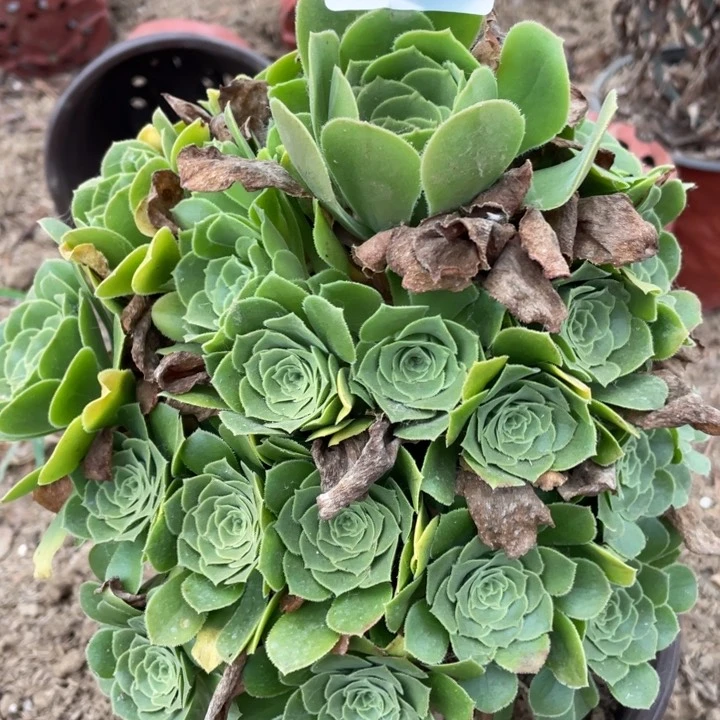 864多肉植物绿玫瑰