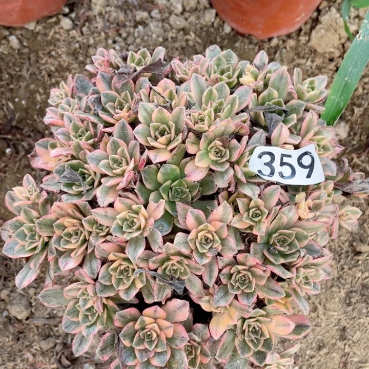 359多肉植物甜茶