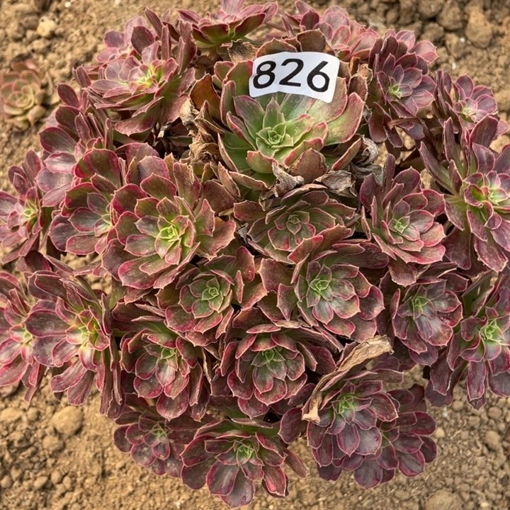 826多肉植物安娜有断枝